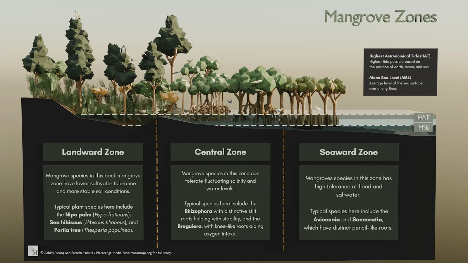 Graphic: Macaranga