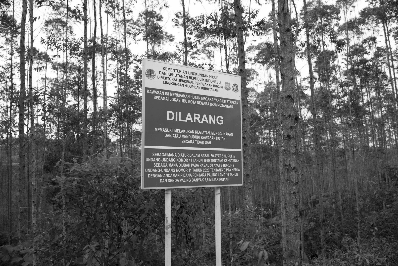 A sign marks the border of a state industrial plantation forest containing eucalyptus trees. (Project Multatuli)