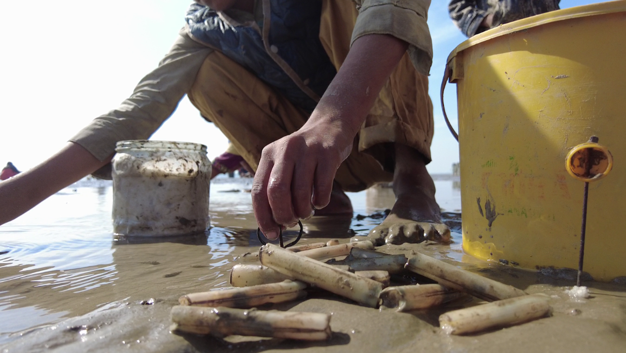 Freshly harvested razor clams, which are a cigarette shaped oyster species.