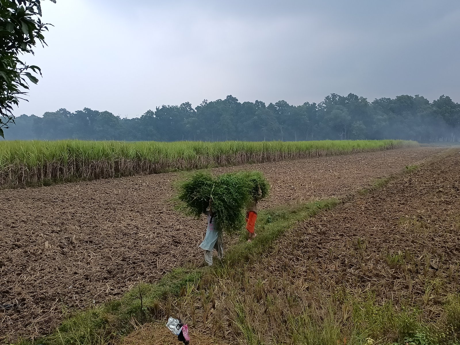 This is an image of women working in the fields.