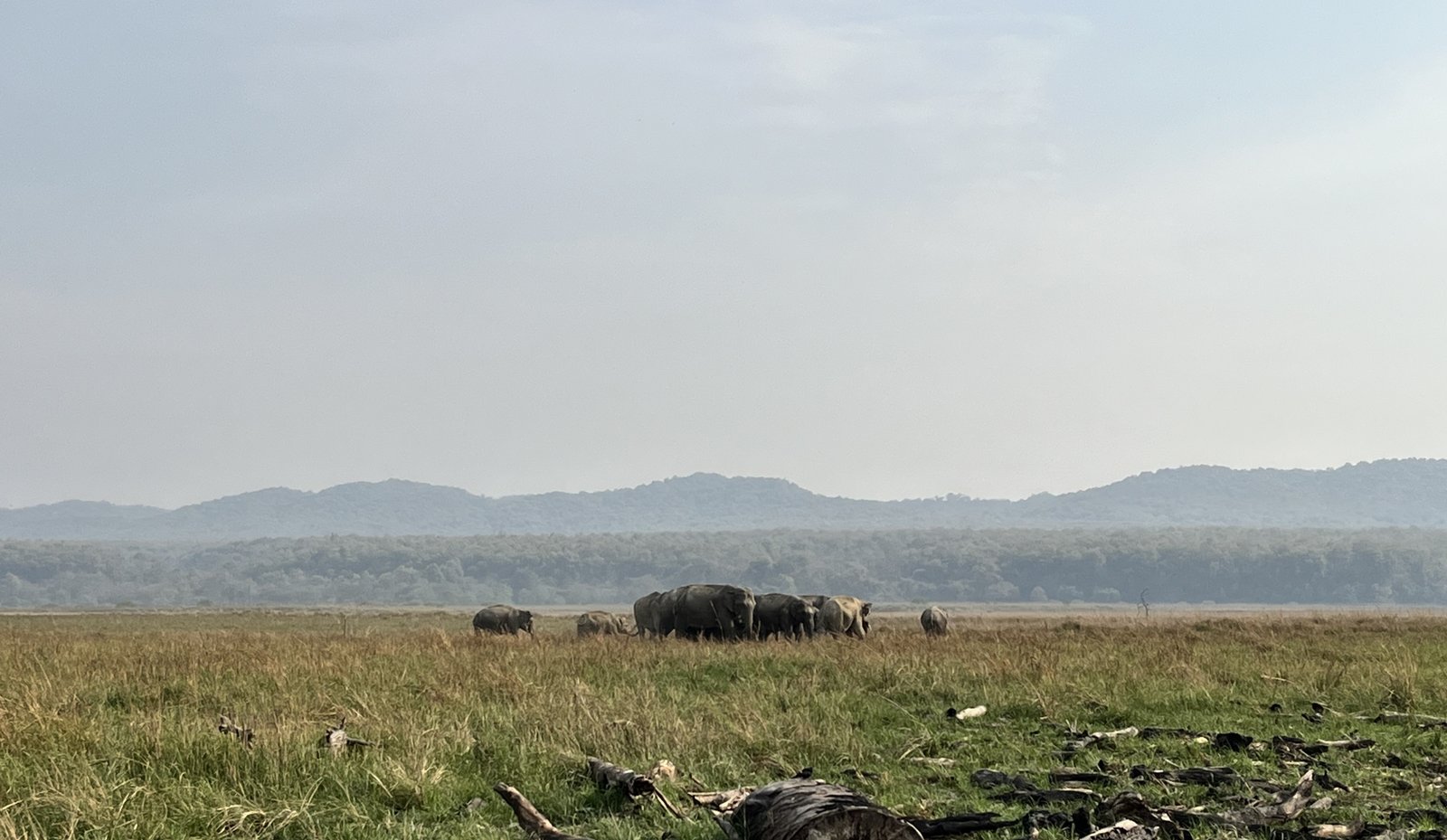 The image is from Jim Corbett National Park and shows a herd of elephants.