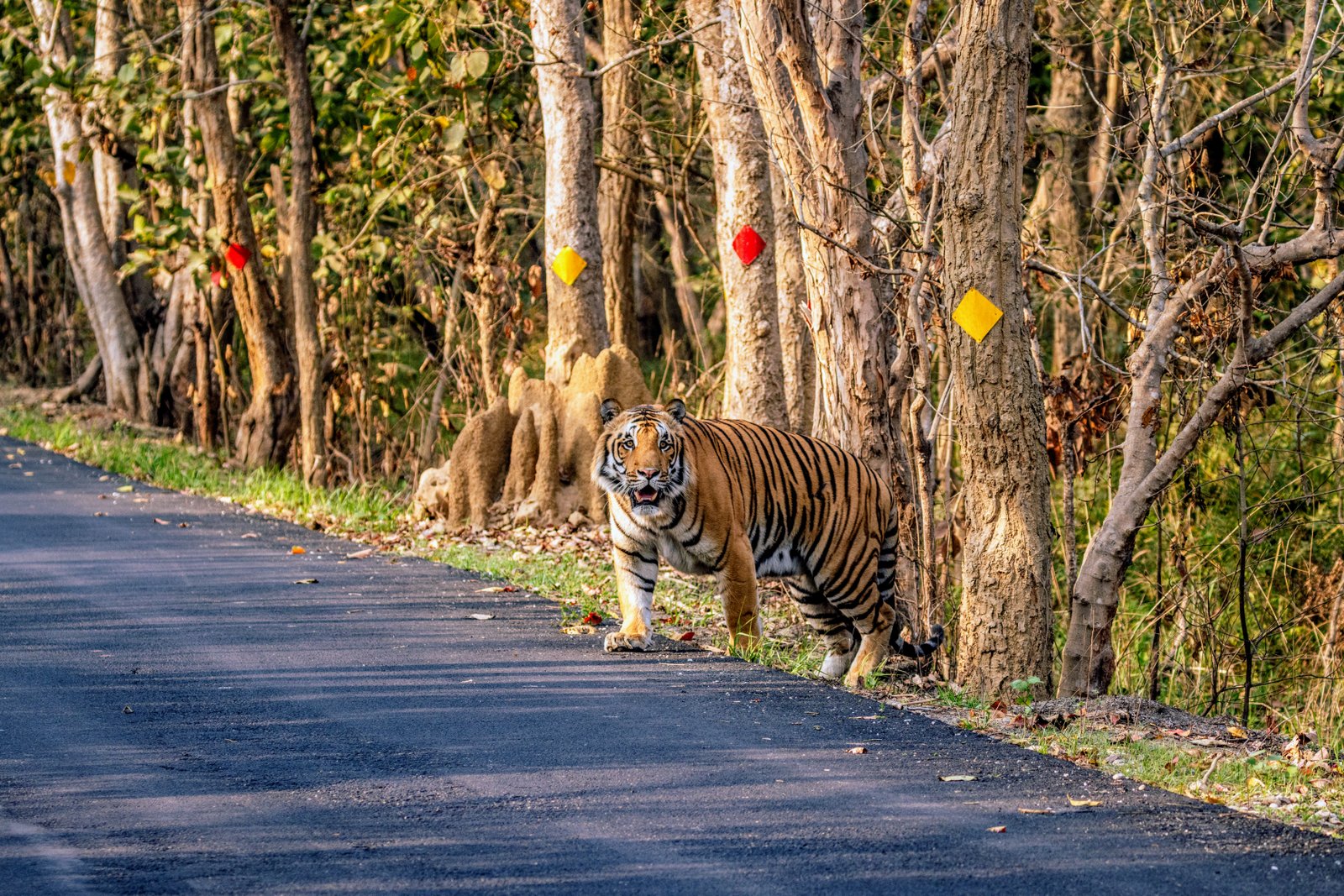 The image shows a tiger at the Haripur Forest Range in Pilibhit, Uttar Pradesh.