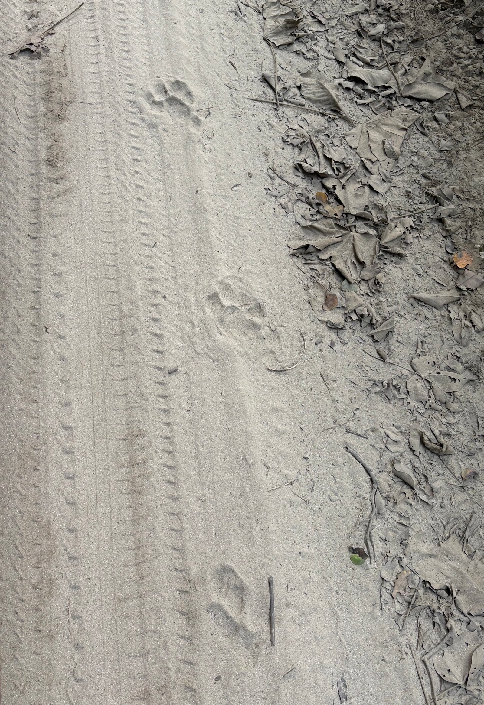 Tiger pugmarks on a canal path near Pilibhit.