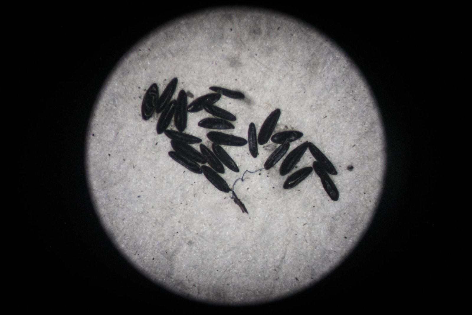 This image shows the life cycle of Aedes mosquito.