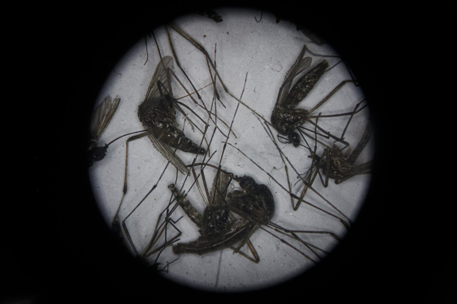 This image shows the life cycle of Aedes mosquito.